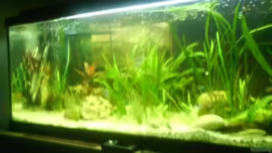 Becken 12987 von Blaubarschbube