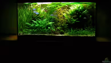 Becken 13015 von Der Analyst