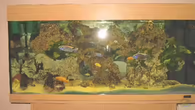 Becken 1302 von Dogan Talat