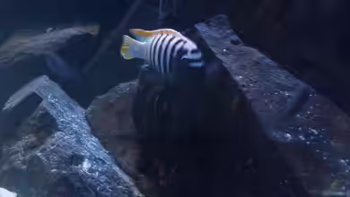 Becken 13044 von Alex1981