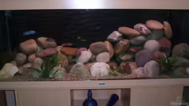 Becken 13050 von Brinni