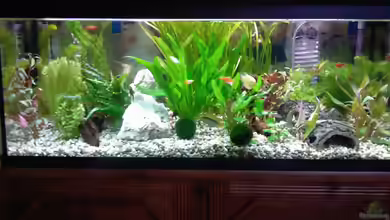 Becken 13073 von Daniel Ante