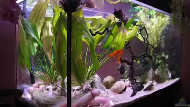 Becken 13091 von Una