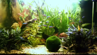 Becken 13094 von Phillip Balters