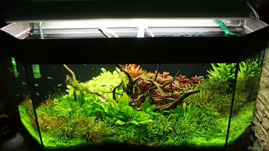 Becken 1311 von Ingrid Jung