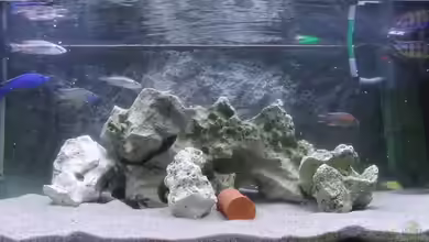 Becken 13112 von Thema-3l-V6