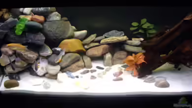 Becken 13130 von Maze