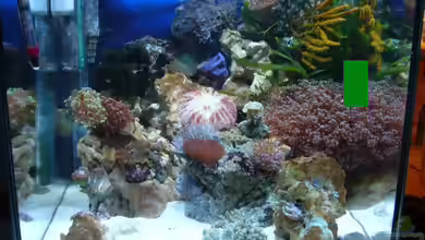 Becken 13135 von Kadijah