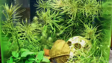 Becken 13169 von Pinguin