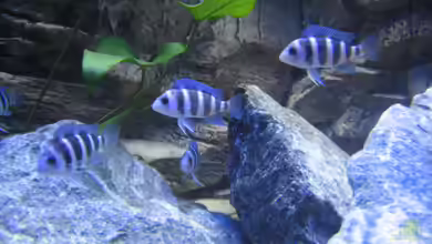 Becken 13192 von Stefan Niemann