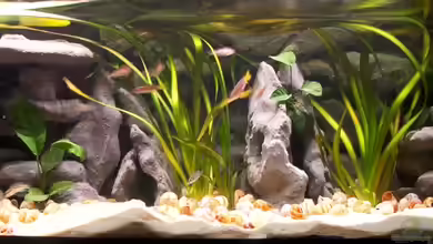 Becken 13223 von Miriam