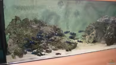 Becken 1325 von Oliver Schulte