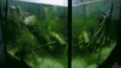 Becken 13253 von Kai Dinkel