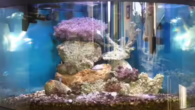 Becken 1335 von Felipe Palmer