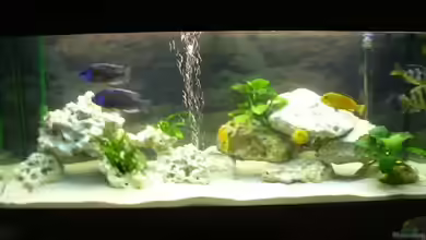 Becken 1348 von Thomas Fruth