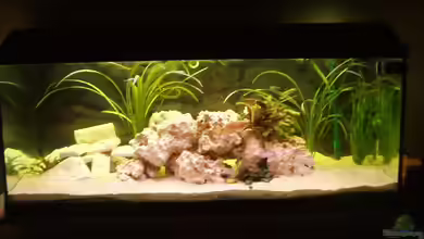 Becken 1351 von Martin Schultheis