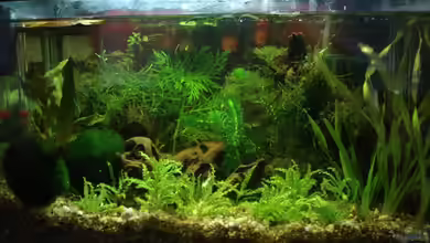 Becken 13512 von lunimami