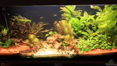 Becken 13628 von Linkman