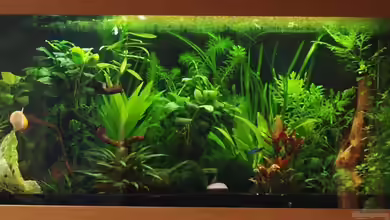 Becken 13653 von Marion1705