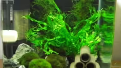 Becken 13663 von Stefanie Engelhardt