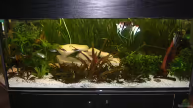 Becken 13798 von stern_chen007