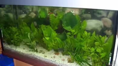 Becken 13822 von hansa61