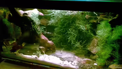 Becken 13850 von guppybecken