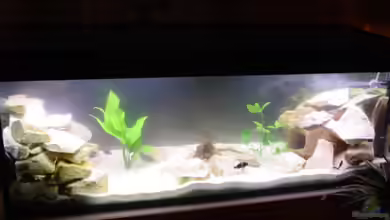 Becken 1395 von Dirk Kratochvill