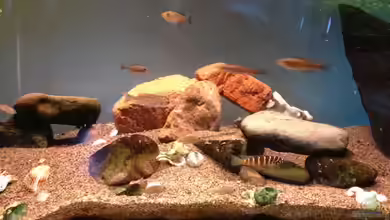 Becken 13999 von Kate Anon