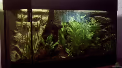 Becken 1404 von Dietmar Schneider