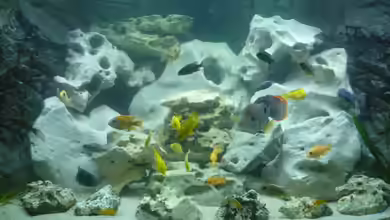 Becken 14067 von Marco123