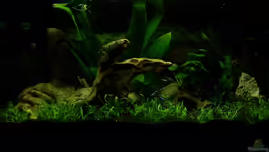 Becken 14108 von Vernon Schuller