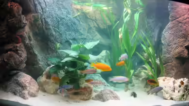 Becken 1411 von Holger74