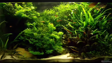 Becken 14240 von Oliver Bartels