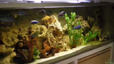 Becken 14301 von Manuel Eichinger