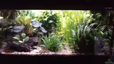 Becken 14336 von DjMiche