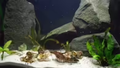 Becken 14375 von FABI