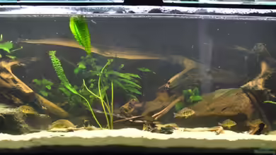 Becken 14383 von Leo G.