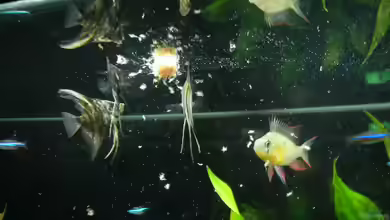 Becken 14410 von Alex Schmid