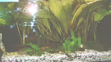 Becken 1442 von Emmy Bergmann