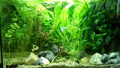 Becken 14481 von Barabas