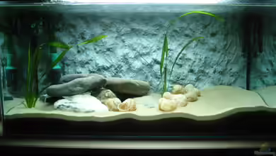 Becken 1458 von Ronald Müller