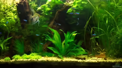 Becken 14585 von kn1xeee