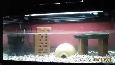 Becken 14706 von Amphibienhalterin