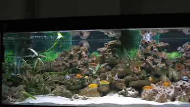 Becken 1472 von Thomas Bauer