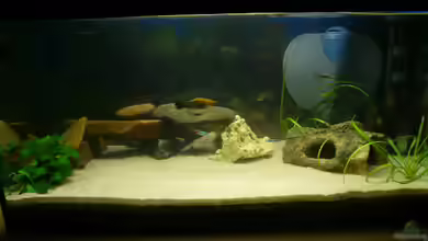 Becken 14764 von Franz Burkhardt