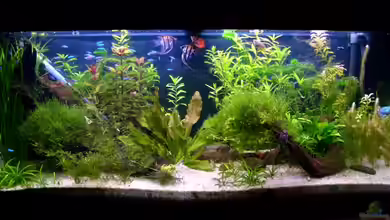 Becken 14806 von sharky81