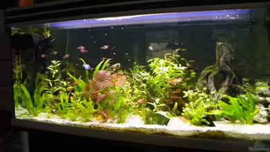 Becken 14814 von Elgnomy