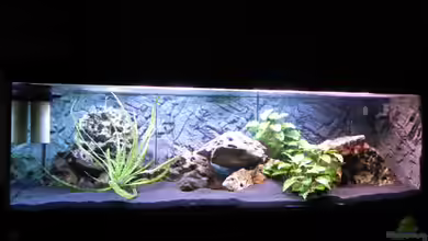 Becken 14942 von Max1