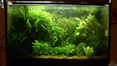 Becken 14952 von Eona